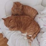 Chris Ricks - @chrisricks462 - Instagram