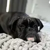 Chris Ritz - @chris.ritz68 - TikTok
