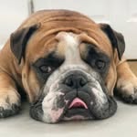 Chris Rivett - @probablyonthea47 - Instagram