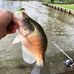 Chris Roane - Facebook