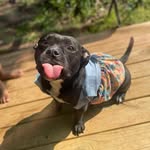 Chris Runnels - @high_bredbullies - Instagram