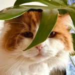Chrissa Cat Pack - @chrissacatpack - Instagram