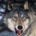 Chris Shears - @redwolf1946 - Instagram