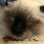 Chris Shu - Facebook