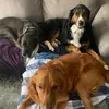 Dogg Momm - @chrissicole455 - TikTok