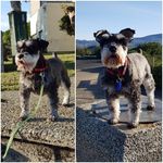 Chris Sorenson - @schnauzerdude - Instagram