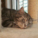 Chris Sorenson - @christine_and_cats - Instagram