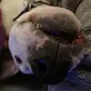 chrissparling31 - @chrissparling31 - TikTok
