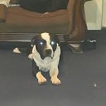 chris spell - @spell.chris - Instagram