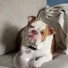 Bulldogbear22 - @chrisstraka7 - TikTok