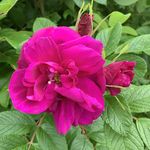 chris straka - @chrisstraka3 - Instagram