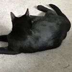 Chris Szabo - @chrisszabo6 - Instagram