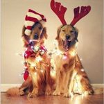 Christams Lover💙❄️🎄 - @_christams_wonderland_ - Instagram