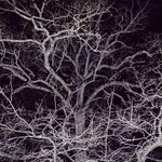 Chris Teter - @teters_trees - Instagram