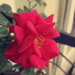 Itoua - @christhelene905 - Instagram