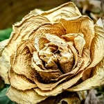 Chris Thrower - @cinnamonhague - Instagram