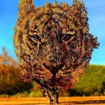 Chris Tiger - @chris_tiger22 - Instagram