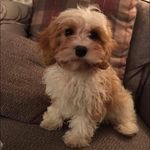 Chris Toohey - @chris.j.toohey - Instagram
