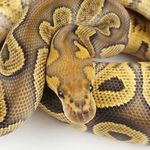 Chris Towers - @christowersreptiles - Instagram
