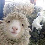 Chris Tryon - @shepherdof8 - Instagram