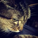 Chris Vogler - @sirrelgov - Instagram