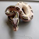 Chris Vogler - @kilozenn_creations - Instagram