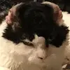 Christina Vögler - @christinavögler1 - TikTok