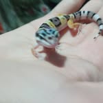 Chriswafer - @namasayaarsa - Instagram