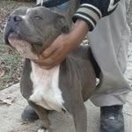 Chris Washington - @countrykennels - Instagram