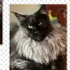 Chris-Holly Weikle - @weikles2010 - TikTok