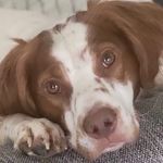 Chris Welty - @cooperthepup20 - Instagram