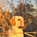 Chris Whipps - @chris.whipps.75 - Instagram
