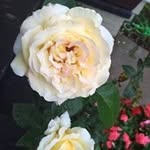 Chris Whipps - @threec491 - Instagram