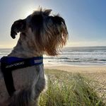 Chris Willmott - @chriswillmott4 - Instagram