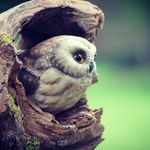 Chris Wilson - @wilsonwildlifesculpture - Instagram