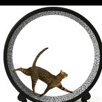 Chris Winchester - @catwheelsaustralia - Instagram
