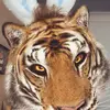 chris winfield - @chris200029 - TikTok