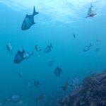 Chris Wootton - @sub.sea.swimmer - Instagram