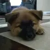 chrisyepez01 - @chrisyepez01 - TikTok