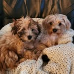 Mortimer.and.Mia - @chris.yingling - Instagram