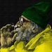 Chris Yui - Facebook
