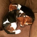 Chrissy & Bailey - @chrissybaileybeagles - Instagram