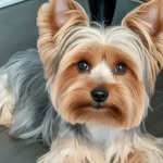 Chris Bliss - @chrisbliss260 - Instagram