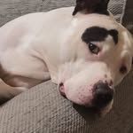 Chris Bowles - @christian_bowles - Instagram