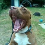 Chris Champion - @nativebornchampion - Instagram