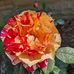 Chrissy Dodson - Facebook