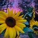 Chrissy Dolan Photography - Facebook