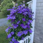 Chrissy Mccarthy - @cgmccarthy1 - Instagram