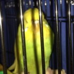 Chrissy McCarthy - @animal_crazy_samford - Instagram