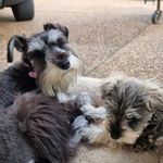 Chrissy Murray - @athena_and_artemis_schnauzer - Instagram